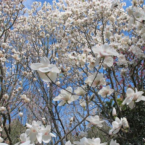 Magnolia x soulangeana 'Ab Fab' pbr