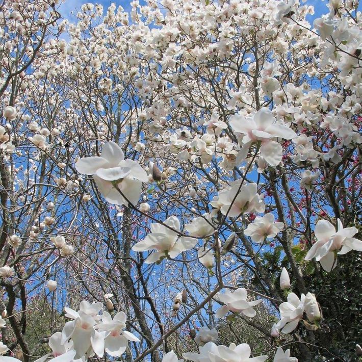 Magnolia x soulangeana 'Ab Fab' pbr