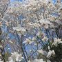 Magnolia x soulangeana 'Ab Fab' pbr