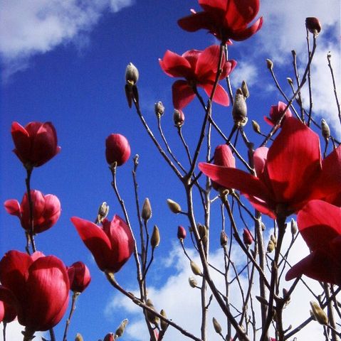 Magnolia x soulangeana 'Black Tulip' pbr