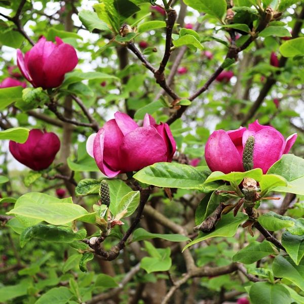 Magnolia x soulangeana 'Black Tulip' pbr