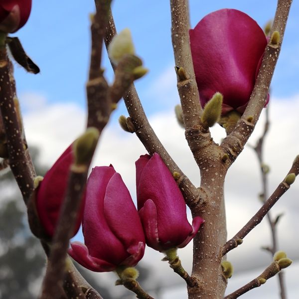 Magnolia x soulangeana 'Cameo'