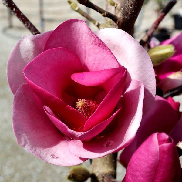 Magnolia x soulangeana 'Cameo'