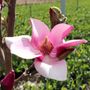 Magnolia x soulangeana 'Cameo'