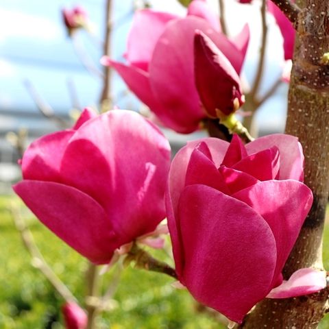 Magnolia x soulangeana 'Cameo'