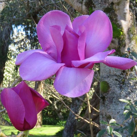 Magnolia x soulangeana 'Dawn Light' pbr