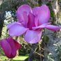 Magnolia x soulangeana 'Dawn Light' pbr
