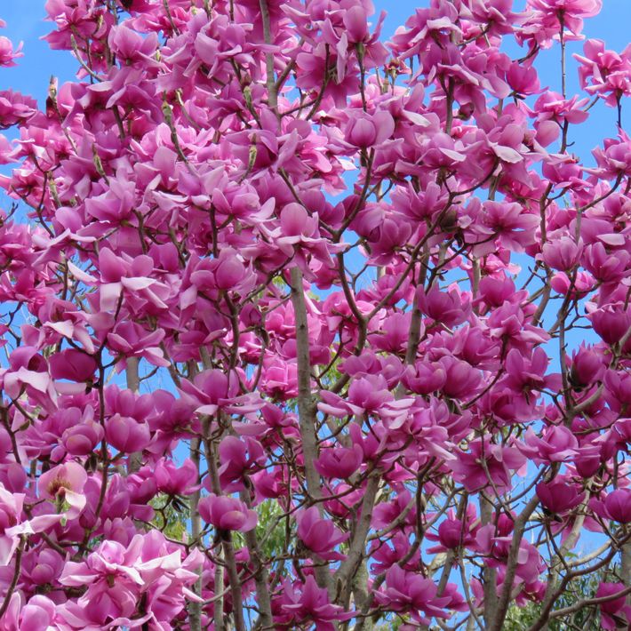 Magnolia x soulangeana 'Dawn Light' pbr