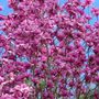Magnolia x soulangeana 'Dawn Light' pbr