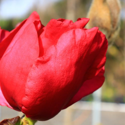 Magnolia x soulangeana 'Ruby Tuesday' pbr