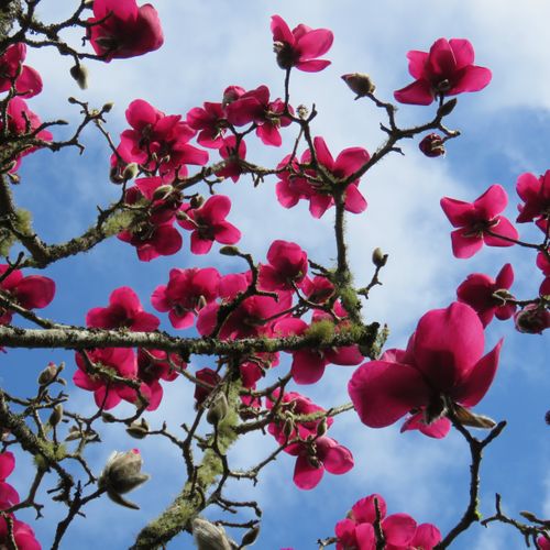 Magnolia x soulangeana 'Ruby Tuesday' pbr