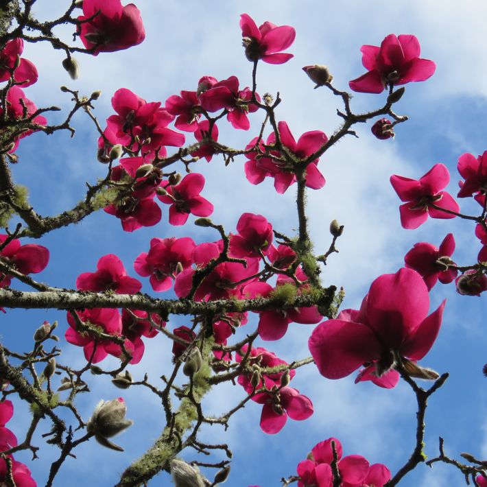 Magnolia x soulangeana 'Ruby Tuesday' pbr