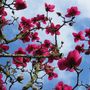 Magnolia x soulangeana 'Ruby Tuesday' pbr