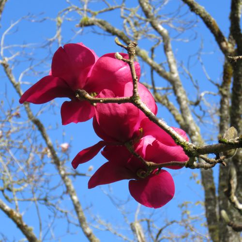 Magnolia x soulangeana 'Ruby Tuesday' pbr