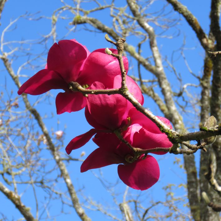 Magnolia x soulangeana 'Ruby Tuesday' pbr