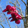 Magnolia x soulangeana 'Ruby Tuesday' pbr