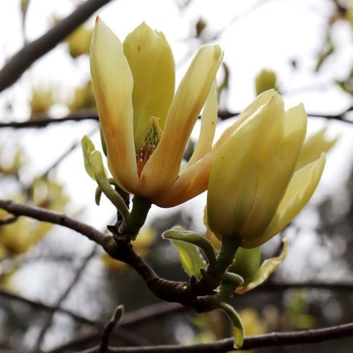 Magnolia acuminata x denudata 'Butterflies'