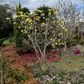 Magnolia acuminata x denudata 'Butterflies'