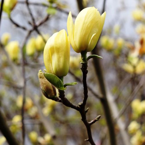 Magnolia acuminata x denudata 'Butterflies'