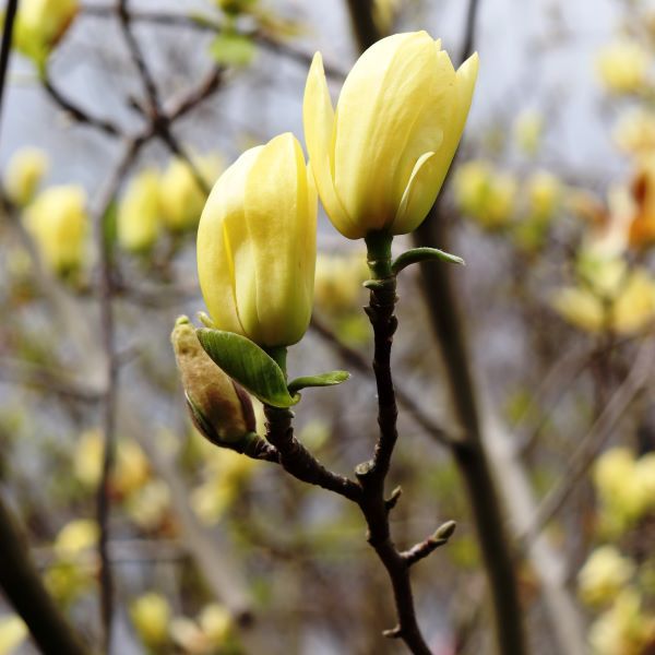 Magnolia acuminata x denudata 'Butterflies'