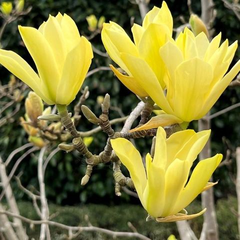 Magnolia acuminata x denudata 'Butterflies'