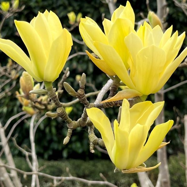 Magnolia acuminata x denudata 'Butterflies'