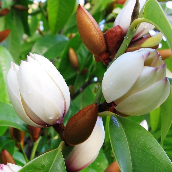Magnolia doltsopa x figo 'Bubbles'