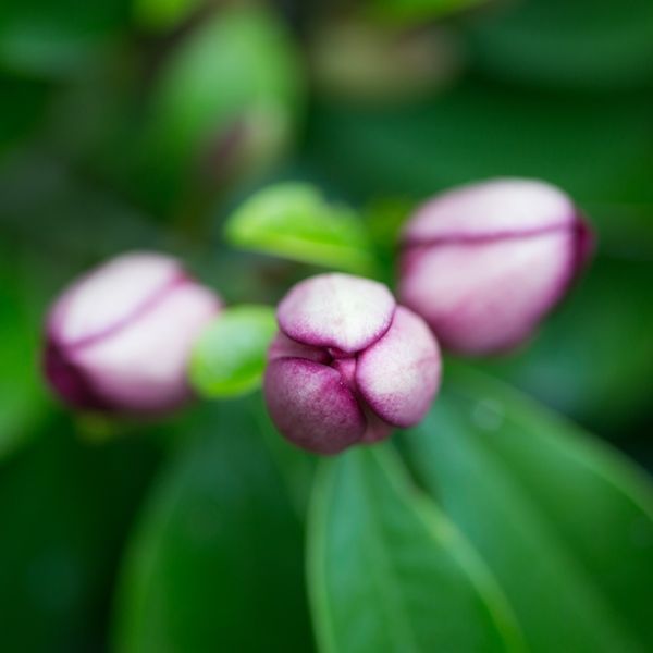 Magnolia figo