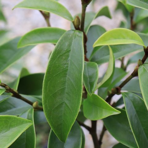 Magnolia figo 'Stellar Ruby' pbr