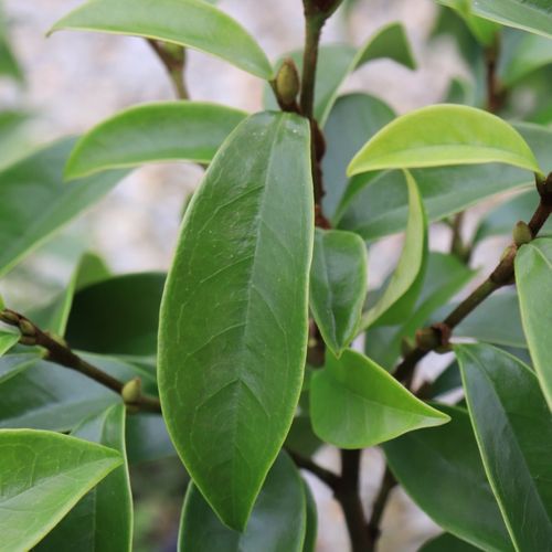Magnolia figo 'Stellar Ruby' pbr