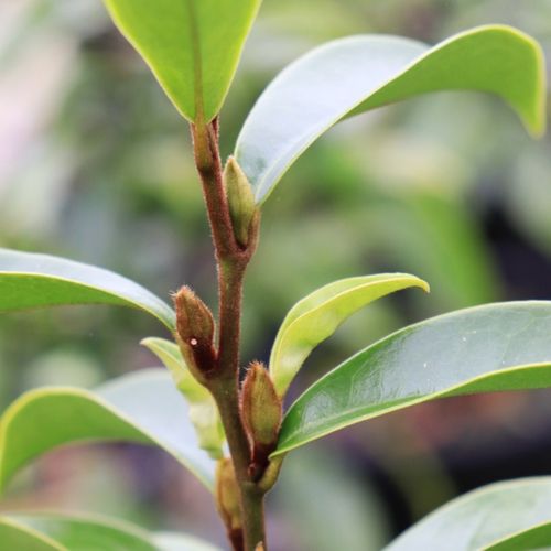 Magnolia figo 'Stellar Ruby' pbr