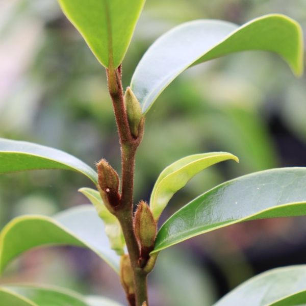 Magnolia figo 'Stellar Ruby' pbr
