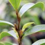 Magnolia figo 'Stellar Ruby' pbr