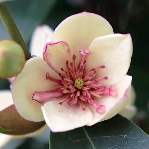 Magnolia figo x yunnanensis 'White Caviar'™ pbr