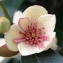 Magnolia figo x yunnanensis 'White Caviar'™ pbr