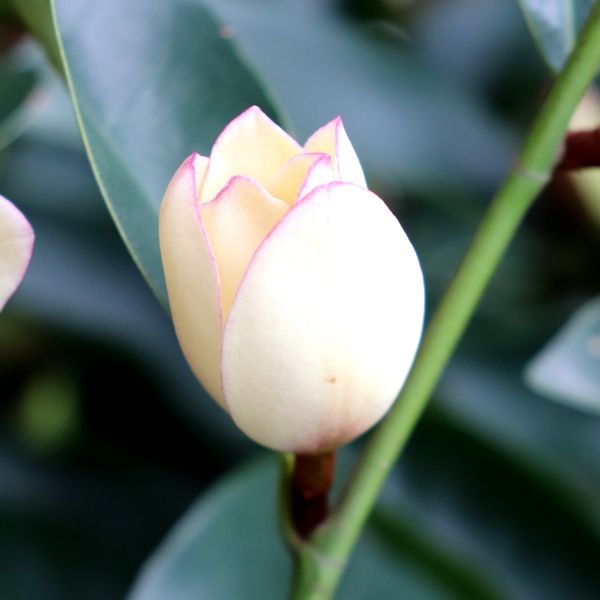 Magnolia figo x yunnanensis 'White Caviar'™ pbr