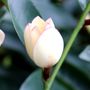 Magnolia figo x yunnanensis 'White Caviar'™ pbr