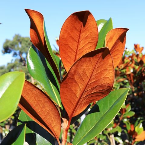 Magnolia grandiflora 'Coolwyn Gloss' pbr