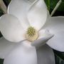 Magnolia grandiflora 'Exmouth'