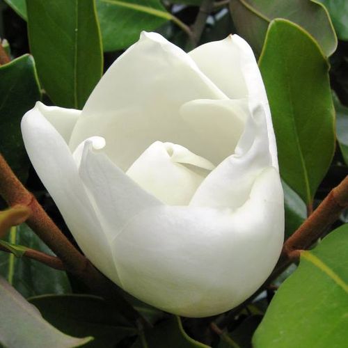 Magnolia grandiflora 'Little Gem'