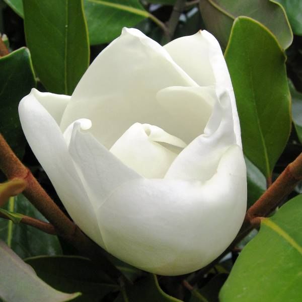 Magnolia grandiflora 'Little Gem'