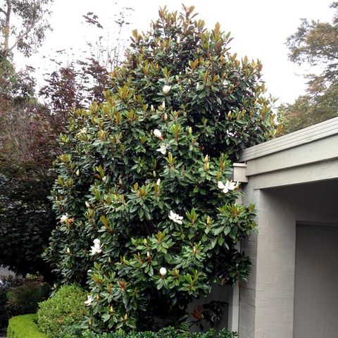 Magnolia grandiflora 'Little Gem'