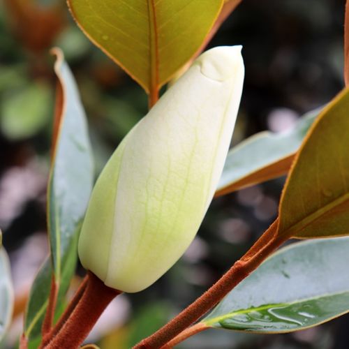 Magnolia grandiflora 'Little Gem'