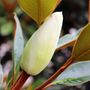 Magnolia grandiflora 'Little Gem'