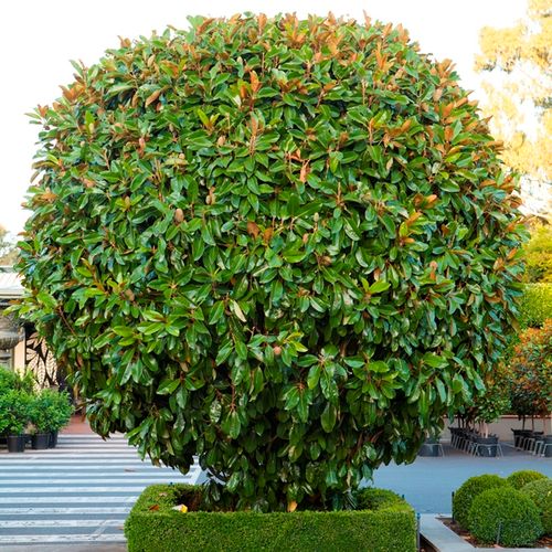 Magnolia grandiflora 'St Mary' - Warners Nurseries