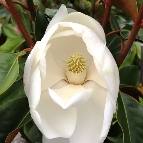 Magnolia grandiflora 'St Mary'