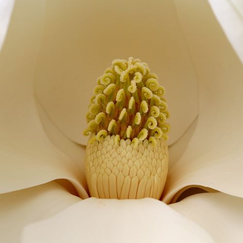 Magnolia grandiflora 'St Mary'