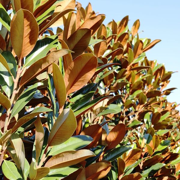 Magnolia grandiflora 'Sweet Carolina' pbr Warners Nurseries