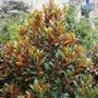 Magnolia grandiflora 'Sweet Carolina' pbr