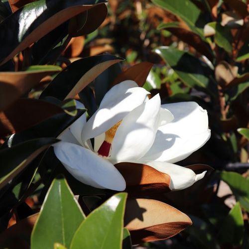 Magnolia grandiflora 'Sweet Carolina' pbr